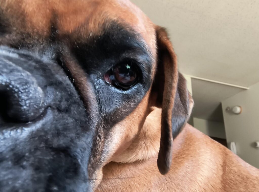 extreme closeup of boxer dog