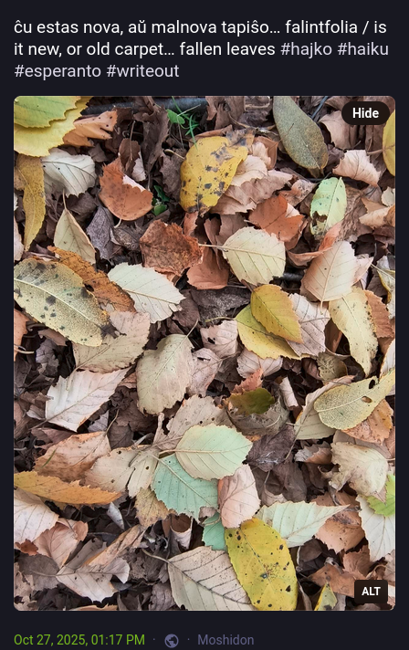 ĉu estas nova, aŭ malnova tapiŝo… falintfolia / is it new, or old carpet… fallen leaves #hajko
 #haiku
 #esperanto
 #writeout