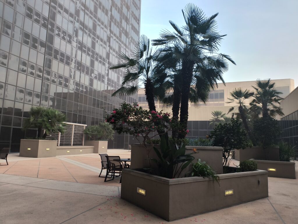 planters with cycads and flowering shrub.