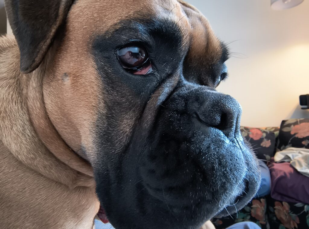 close up picture of boxer dog