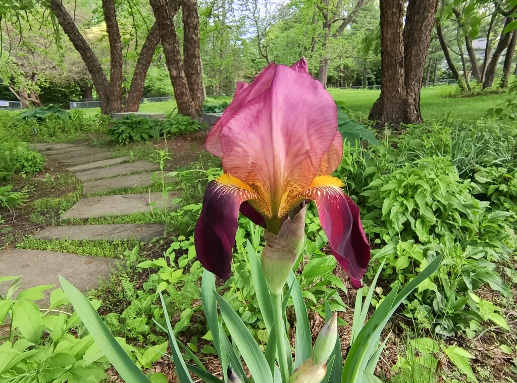 an iris which means "message" in the language of flowers