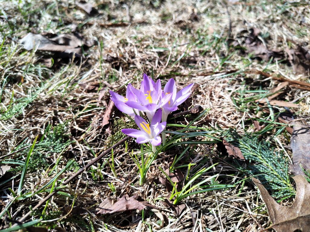 crocuses