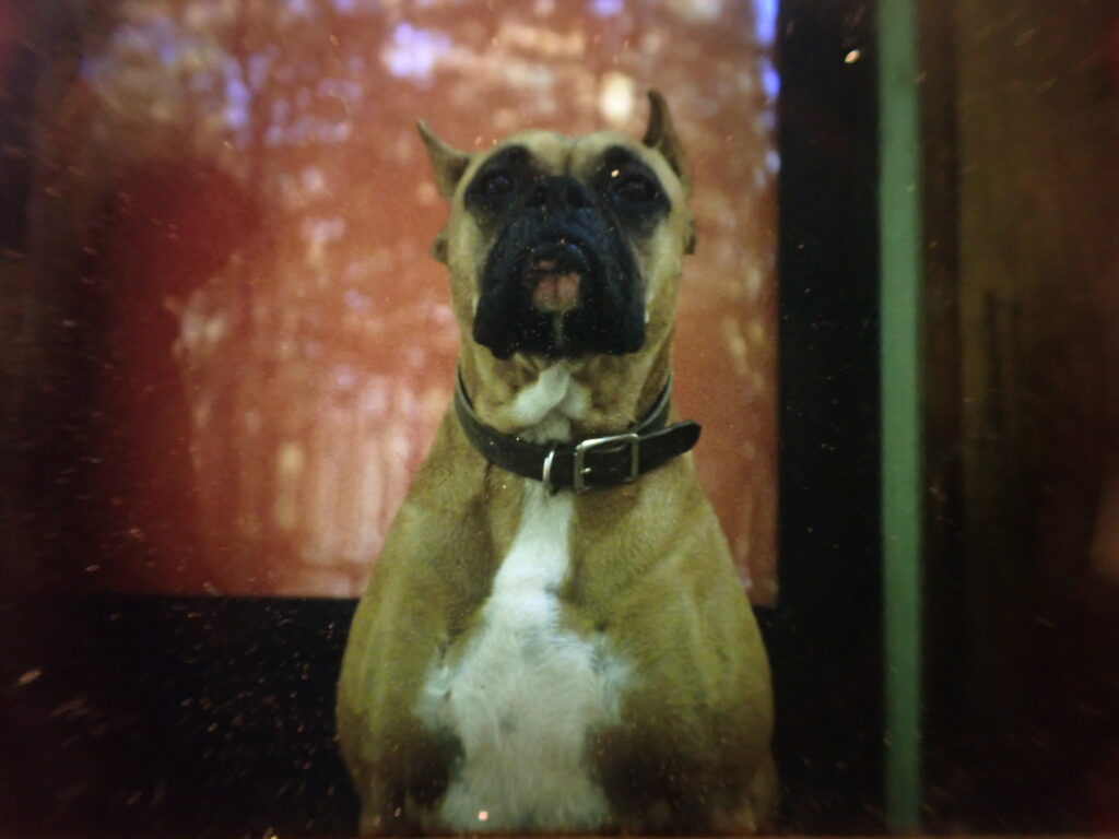 a boxer dog